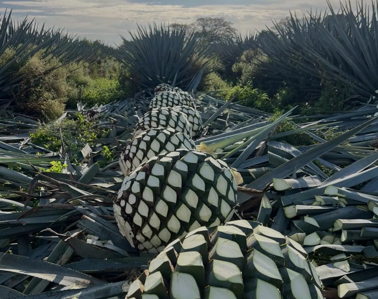 How It’s Done Tequila Diamante Negro