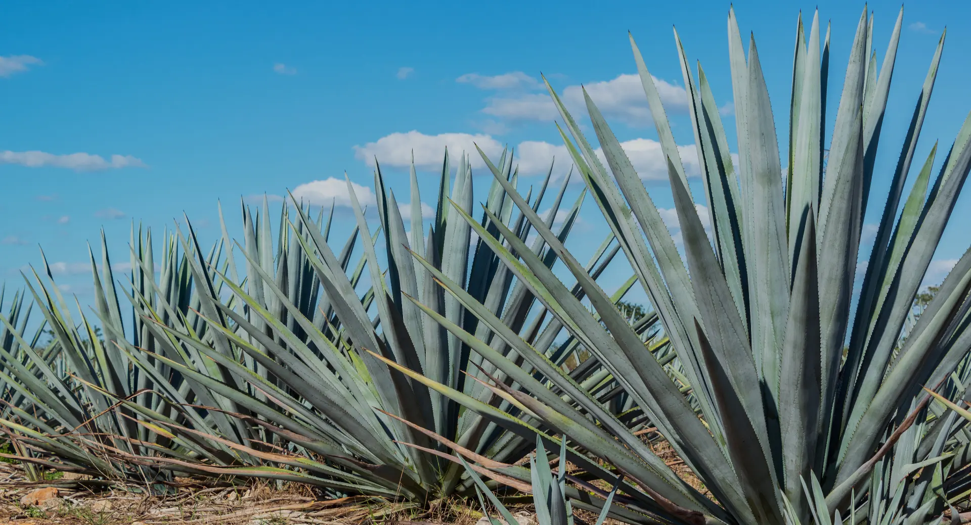 Who We Are Tequila Diamante Negro