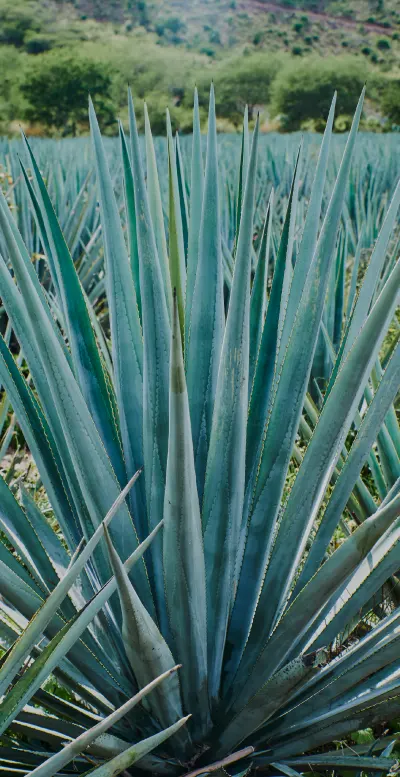 How It’s Done Tequila Diamante Negro