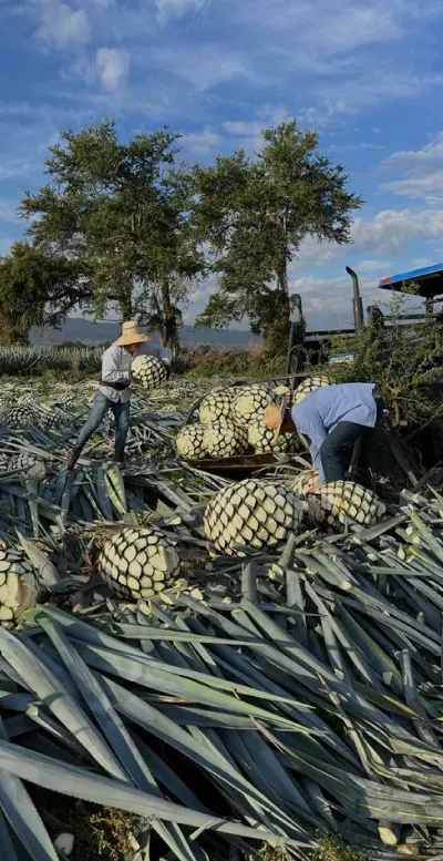 How It’s Done Tequila Diamante Negro