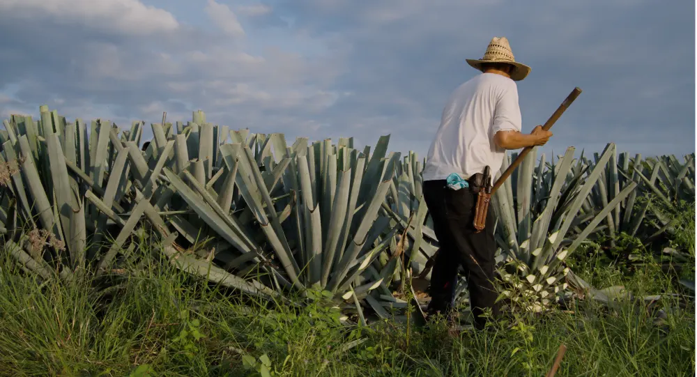 Who We Are Tequila Diamante Negro